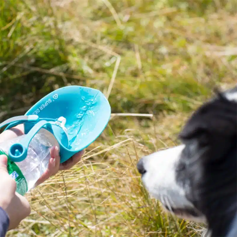 Gourde de voyage pour chiens avec bol anti fuites pliable grande capacité 800ml