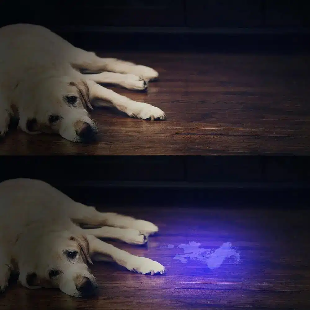 Potente lámpara UV de bolsillo de 21 LED