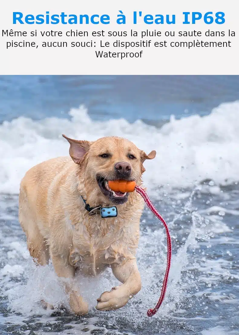 Localizador GPS para perros