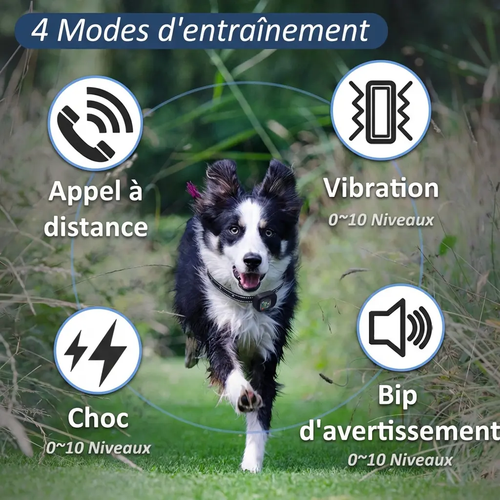 Collier de dressage pour chiens étanche avec radiocommande - portée de 2km