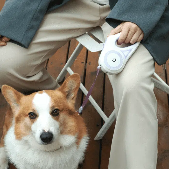 Laisse pour chiens rétractable lumineuse LED 5m