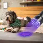 Potente lámpara UV de bolsillo de 21 LED - Imagen 18