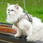 Harnais Chat Confortable avec Laisse – Image 7
