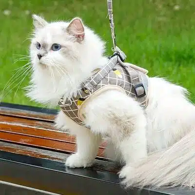 Harnais Chat Confortable avec Laisse – Image 7