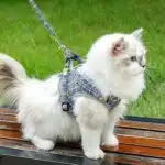 Harnais Chat Confortable avec Laisse – Image 3
