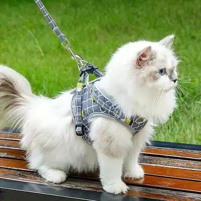 Harnais Chat Confortable avec Laisse – Image 3