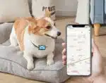 Localizador GPS para Perros | Collar de Seguimiento - Imagen 9