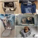 Sac de Transport pour chiens et chats confortable – Image 9