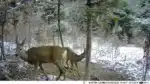 Caméra HD Vision Nocturne Infrarouge pour suivi animaux