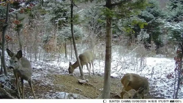 Caméra HD Vision Nocturne Infrarouge pour suivi animaux
