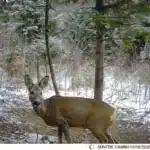 Caméra HD Vision Nocturne Infrarouge pour suivi animaux