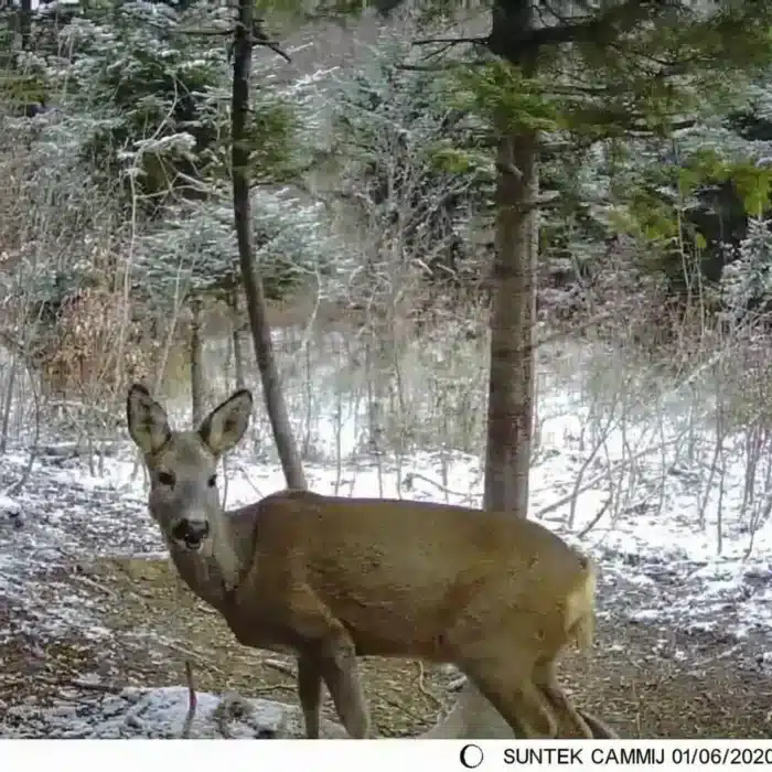 Caméra HD Vision Nocturne Infrarouge pour suivi animaux