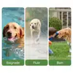 Collier de dressage electrique pour chiens avec télécommande