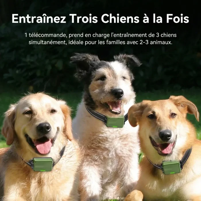 Collier de dressage electrique pour chiens avec télécommande