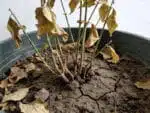 Testeur De Sol Pour Plantes 3-en-1 - Humidité - PH - Nutriments