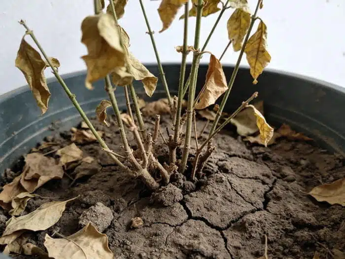 Testeur De Sol Pour Plantes 3-en-1 - Humidité - PH - Nutriments