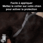 Collier Antiparasitaire Pour Chien