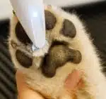 Tondeuse Pour Pattes De Chien Électrique Silencieuse
