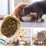 Pelle Alimentaire Numérique Pour Animaux Domestiques (chien et chat)