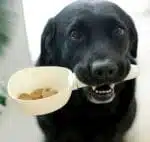 Pelle Alimentaire Numérique Pour Animaux Domestiques (chien et chat)